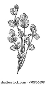 Coriander, also known as cilantro or Chinese parsley. Ink sketch isolated on white background. Hand drawn vector illustration. Retro style.