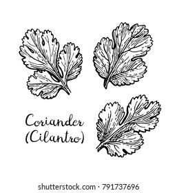 Coriander, also known as cilantro or Chinese parsley. Ink sketch set isolated on white background. Hand drawn vector illustration. Retro style.
