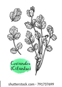 Coriander, also known as cilantro or Chinese parsley. Ink sketch set isolated on white background. Hand drawn vector illustration. Retro style.