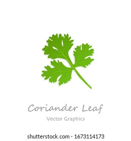 Coriander Leaf On White Background Vector Illustration.