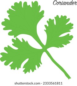 Hojas de cilantro sobre ilustración vectorial de fondo blanco.