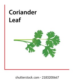 Coriander Leaf Premium Vector Illustration