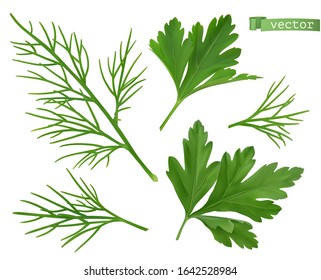 Coriander leaves, dill herb. Flavouring food. 3d vector ralistic objects