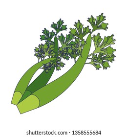 Coriander leaves fresh
