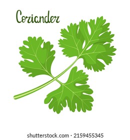 Coriander leaves on a white background. Herbs.
