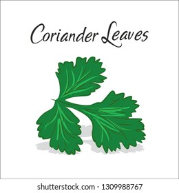 coriander leaves vector illustration