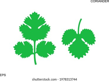 Coriander logo. Isolated coriander on white background