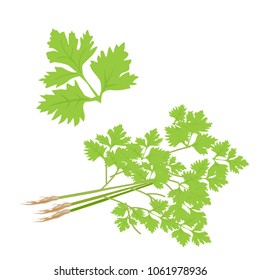 The coriander on white background.