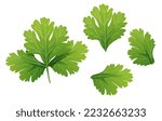 Coriander on a white background. Healthy food. Seasoning and spices. Vector illustration