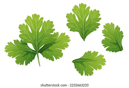 Coriander on a white background. Healthy food. Seasoning and spices. Vector illustration