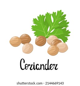Coriander on a white background. Spices. Cartoon design.
