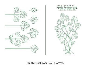 Coriander outline illustration. coriander green leaves for botanical designs, labels, and creative artwork.
