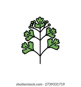 Coriander Plant Icon Bold Flat Botanical Style Vector