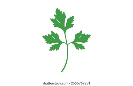 Coriander Plant Illustration on White Background