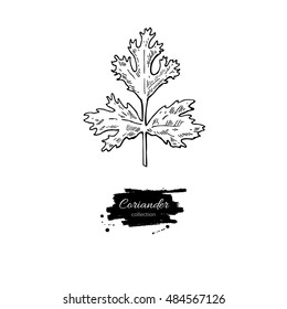 Coriander plant vector hand drawn illustration. Isolated spice object. Engraved style seasoning. Detailed organic product sketch. Cooking flavor ingredient. Great for label, sign, icon