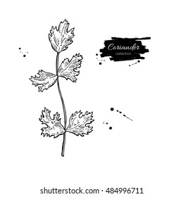 Coriander plant vector hand drawn illustration. Isolated spice object. Engraved style seasoning. Detailed organic product sketch. Cooking flavor ingredient. Great for label, sign, icon