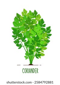 Coriander Plant Vector, Leafy Vegetable Plant, Coriander Leaves Illustration