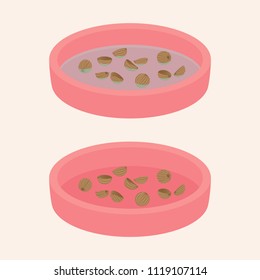 coriander seed Flat Vector illustration