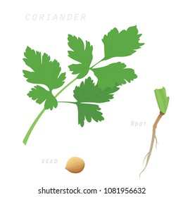 Coriander seed root in white background 