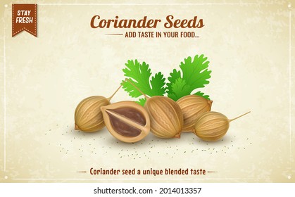 Coriander Seeds With Green Coriander Leaves Vector Illustration