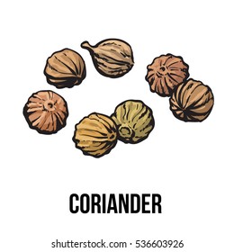 Coriander seeds, sketch style vector illustration isolated on white background. Realistic hand drawing of coriander seeds, popular spice and seasoning