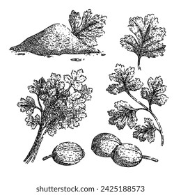coriander set hand drawn. view parsley, fresh seed, bunch green coriander vector sketch. isolated black illustration
