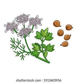 Coriander spice vector realistic colored botanical illustration. Product to prepare delicious and healthy food. Isolated on white background.