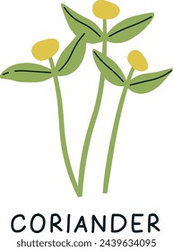 Coriander Sprouts Microgreen Vector Illustration