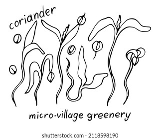 Coriander vector doodle illustration set. Hand drawn coriander microgreens. Healthy food. Detailed organic product sketch. Cooking flavor ingredient. Great for label, sign, icon