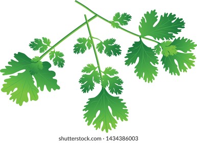 Coriander vector green leaves on white background