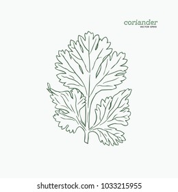 Coriander vector hand drawn illustration set. Isolated spice object. Engraved style seasoning. Detailed organic product sketch. Cooking flavor ingredient.