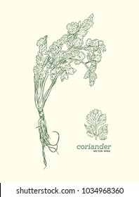 Coriander vector hand drawn illustration set. Isolated spice object. Engraved style seasoning. Detailed organic product sketch. Cooking flavor ingredient.