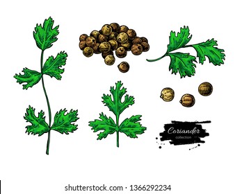 Coriander vector hand drawn illustration set. Isolated spice object. Colorful seasoning. Detailed organic product sketch. Cooking flavor ingredient. Great for label, sign, icon