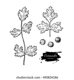 Coriander vector hand drawn illustration set. Isolated spice object. Engraved style seasoning. Detailed organic product sketch. Cooking flavor ingredient. Great for label, sign, icon