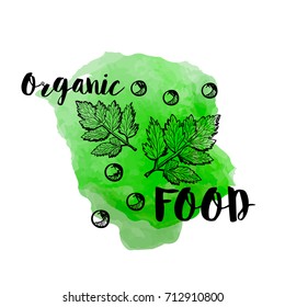 Coriander vector hand drawn illustration set. spice object. Engraved style seasoning. Detailed organic product sketch on a watercolor background, text organic food