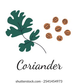 Coriander vector illustration with green leaves and seeds in flat cartoon style. Perfect for culinary, spice, and herb themes, food ingredients, and natural botanical designs