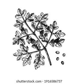 Coriander vector illustrations. Vintage kitchen spice drawing. Hand sketched parsley plant. Organic vegetarian product. Perfect for recipe, label, packaging. Vintage herbs and spice elements