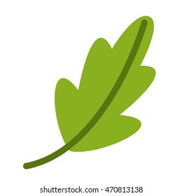 coriander vegetable ingredient health icon vector illustration design