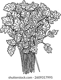 Coriander. Vegetables. Hand drawn vector isolated sketch.