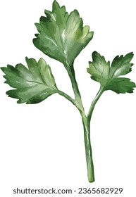 coriander watercolor illustration isolated element