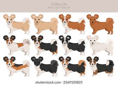 Corillon dog clipart. Welsh Corgi Papillon mix. Different coat colors set.  Vector illustration