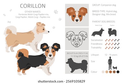 Corillon dog clipart. Welsh Corgi Papillon mix. Different coat colors set.  Vector illustration