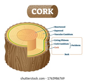 El corcho como material natural sección transversal etiquetado estructura esquema ilustración vectorial. Descripción educativa con partes interiores de árbol detrás de corteza. Explicación detallada con el diagrama de secciones biológicas.