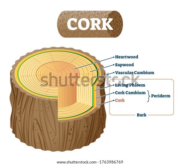 Cork as natural material cross section labeled\
structure scheme vector illustration. Educational description with\
inner tree parts behind bark. Detailed explanation with biological\
sections diagram.