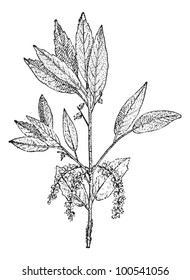 Cork Oak or Quercus suber, vintage engraved illustration. Dictionary of Words and Things - Larive and Fleury - 1895