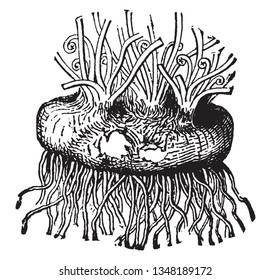 Corm of Cyclamen is a genus of Old World plants of the primrose family has showy nodding flowers, vintage line drawing or engraving illustration.