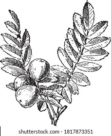 Cormier tree, From the Dictionary of Word and Things, 1888.