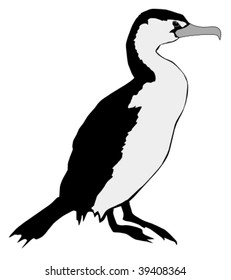 Cormorant