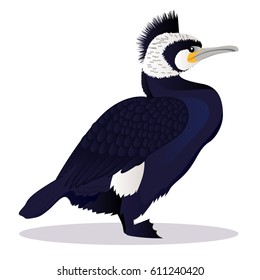 Cormorant bird