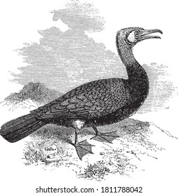 Cormorant bird, From the Dictionary of Word and Things, 1888.